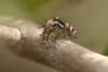 Salticus sp.